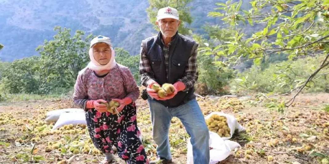 İşçi olmadan hasat başladı! Yevmiyeyi 5.000 TL’ye çıkarmaları da yaramadı: 20 günlük mesai her şeye rağmen sürecek 5